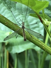 Nephrotoma cornicina