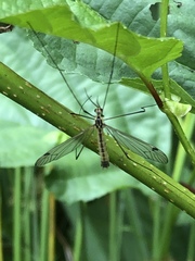 Nephrotoma cornicina