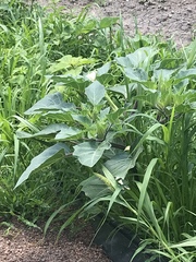 Datura innoxia