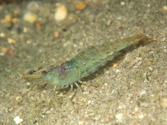 Caridina cantonensis