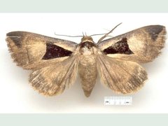 Agamana