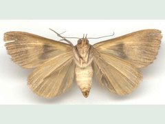 Agamana