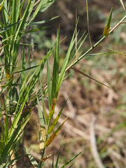 Phragmites frutescens