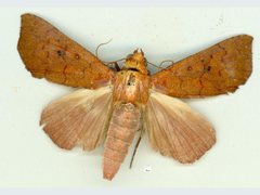 Rusicada combinans