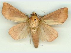 Rusicada combinans