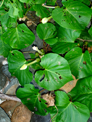 Ipomoea violacea
