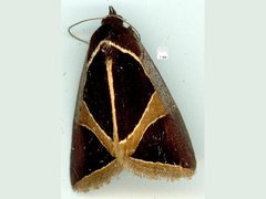 Agamana conjungens