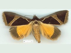 Agamana conjungens