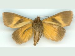 Agamana conjungens