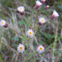 Erigeron acris kamtschaticus