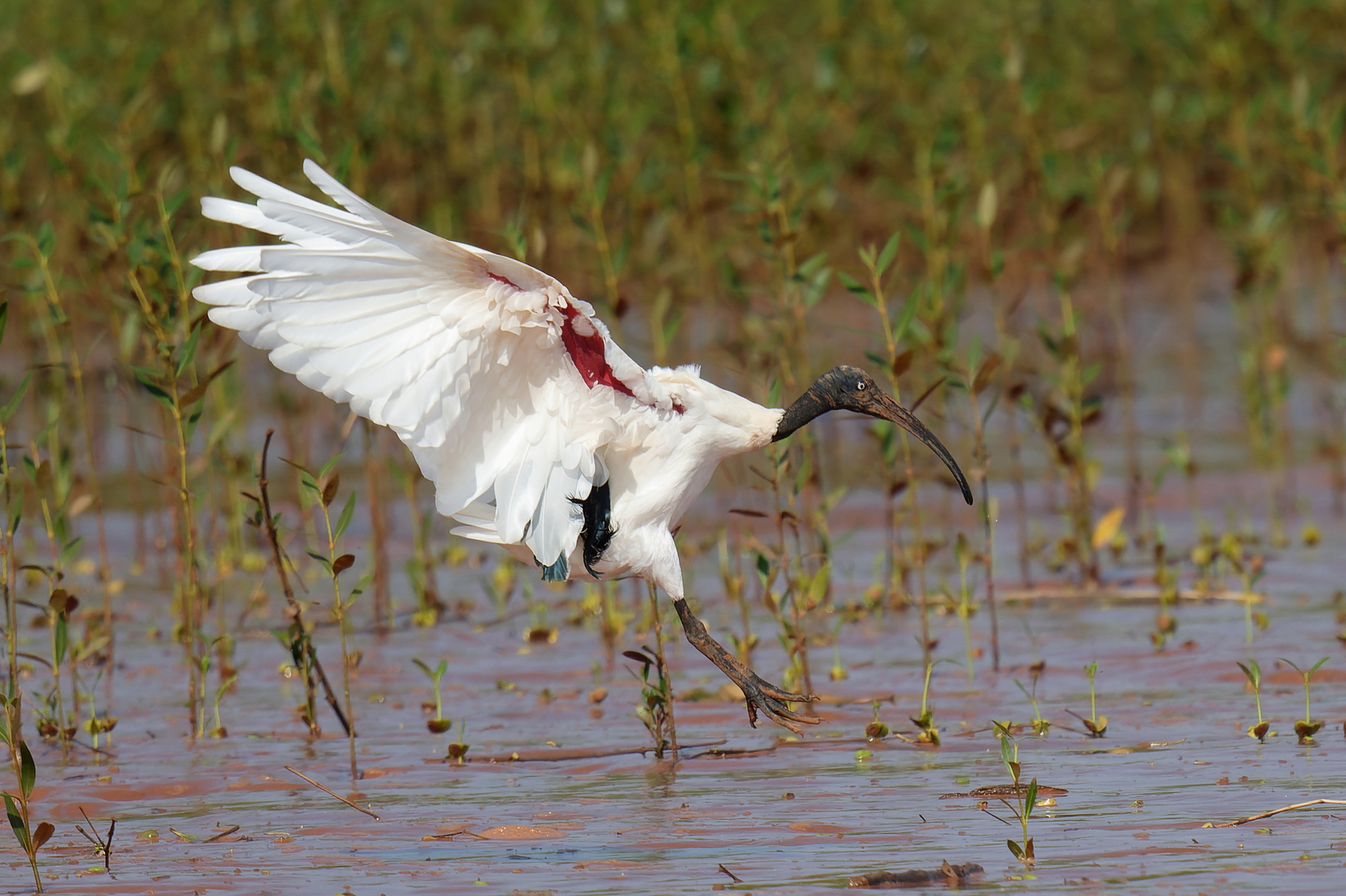 Malagasy Sacred Ibis (Threskiornis bernieri), photo 2