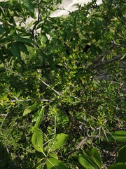 Castela erecta