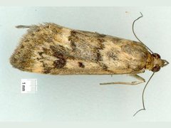 Achyra nigrirenalis