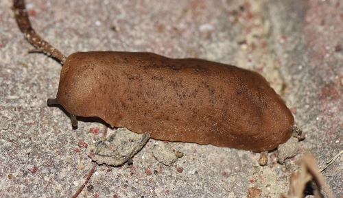 Caribbean Leatherleaf Slug