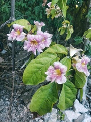 Bignonia potosina