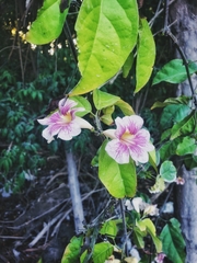 Bignonia potosina