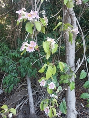 Bignonia potosina