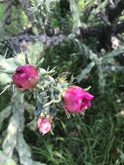Cylindropuntia imbricata