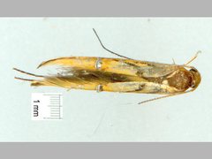 Trachydora chrysodoxa