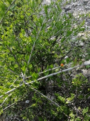 Castela erecta