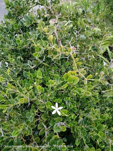 Image of Carissa macrocarpa by (c) William Keenan, some rights reserved (CC BY)