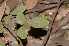 Desmodium rhytidophyllum