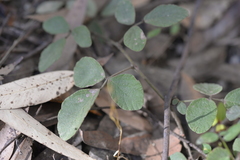Desmodium rhytidophyllum
