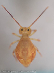 Ptenothrix beta