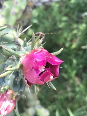 Cylindropuntia imbricata