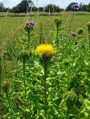 Centaurea macrocephala