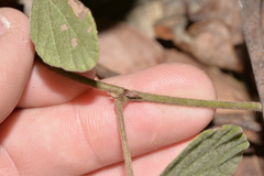 Desmodium rhytidophyllum