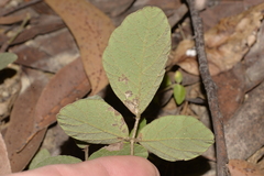 Desmodium rhytidophyllum
