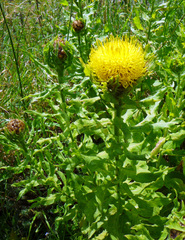 Centaurea macrocephala