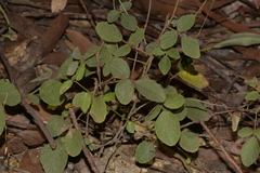 Desmodium rhytidophyllum