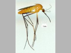 Coquillettidia xanthogaster