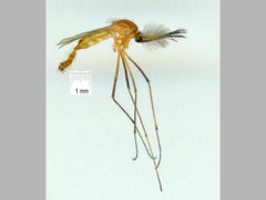 Coquillettidia xanthogaster