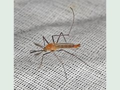 Coquillettidia xanthogaster