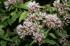 Eupatorium cannabinum