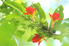 Columnea nicaraguensis