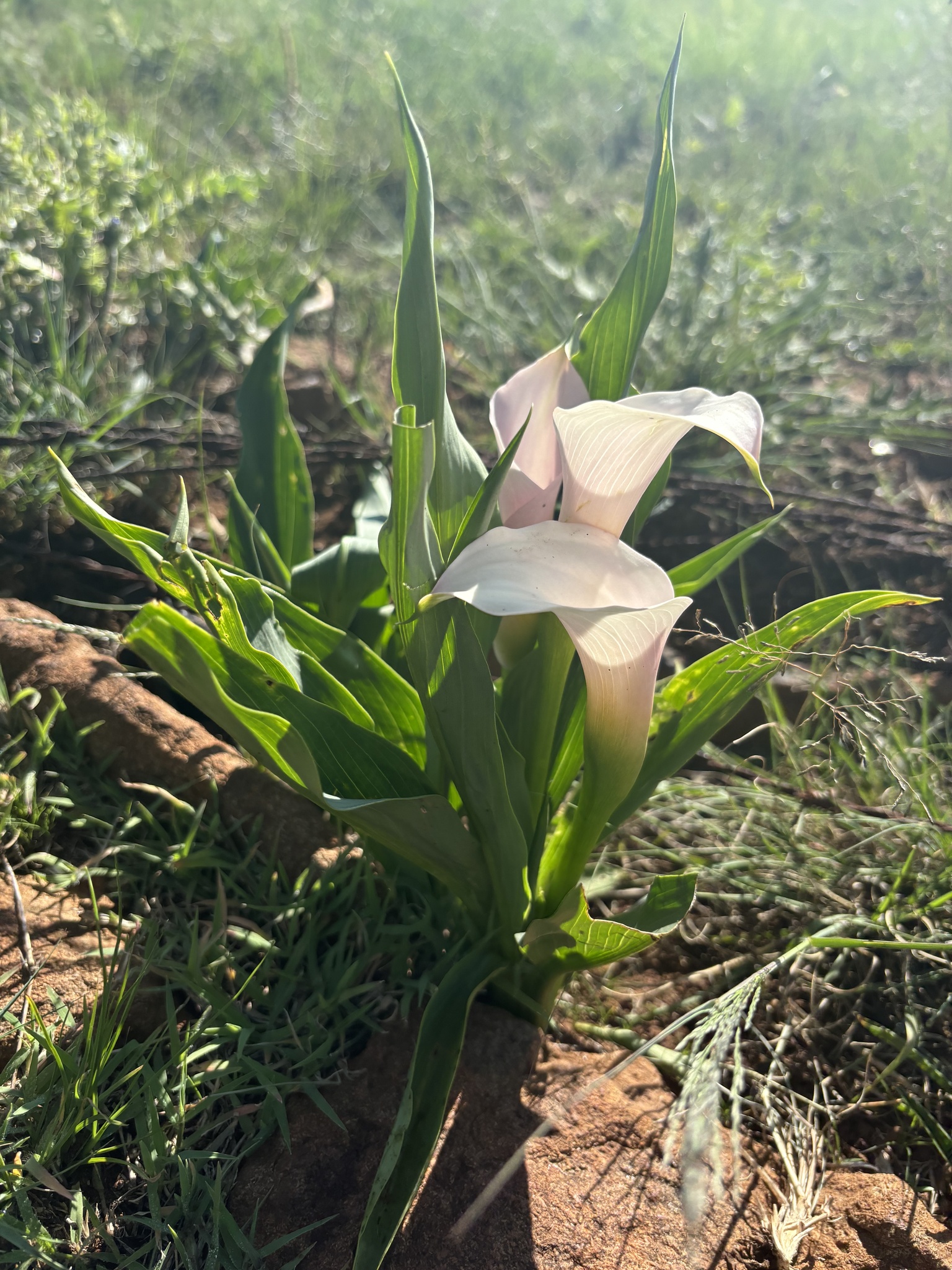 Imagem de Lírio de Calla