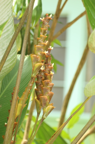 Image of Calathea lutea by no rights reserved