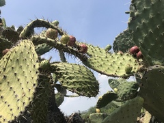 Opuntia