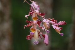 Myrmecophila tibicinis, photograph author not stated, no rights reserved