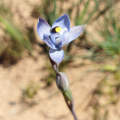Image of Thelymitra atronitida by (c) Shelomi Doyle, some rights reserved (CC BY)
