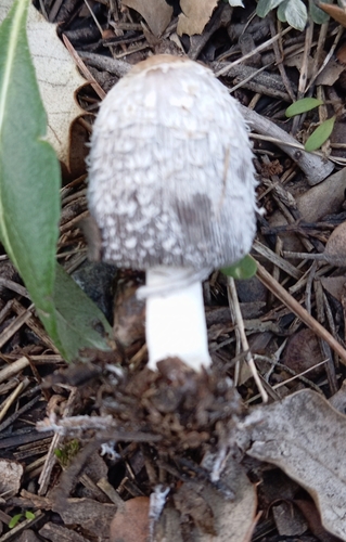 Mėšlagrybis nuotrauka