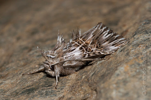 Omphalophana serrata Treitschke, 1835