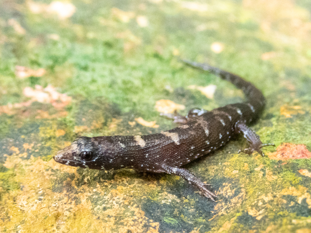 Chinese Water Skink
