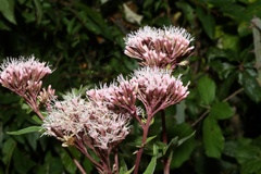 Eupatorium cannabinum