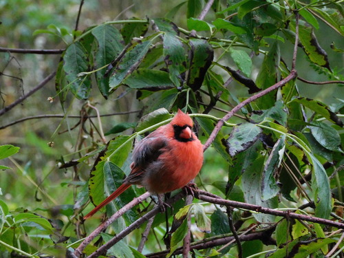 Northern Cardinal