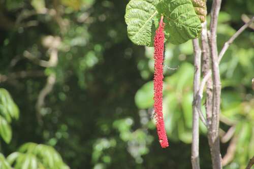 Image of Coccoloba rugosa by (c) nebrooks, some rights reserved (CC BY)